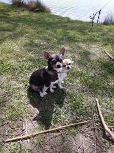 Photo de galerie - Garde chien