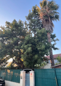 Photo de galerie - Elagage et coupe d'arbres