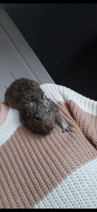 Photo de galerie - Voici mon octodon, Èd qui vit en solitaire car il  a eu de mauvaises cohabitation en animalerie où il est resté plus d'1 an et qui donc n'arrivait pas à être adopté