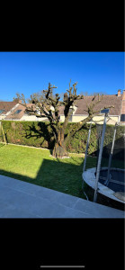 Photo de galerie - Elagage et coupe d'arbres