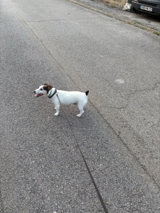 Photo de galerie - Garde chien