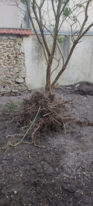 Photo de galerie - Couper déraciner les arbres