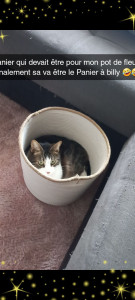 Photo de galerie - Mon chat