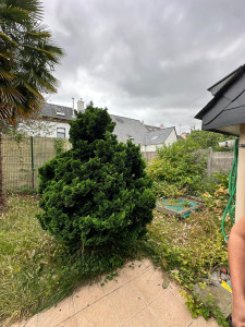 Photo de galerie - Tonte de pelouse - Débroussaillage