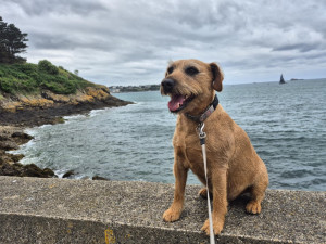 Photo de galerie - Belle balade pour une dépense maximum ! Plein de découverte, travail sur le croisement des chiens, et la gestion d’émotion 