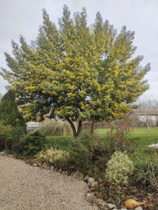 Photo de galerie - 2 ans après une grosse réduction architecturée. 