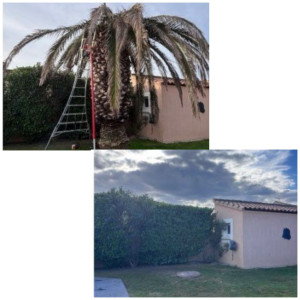 Photo de galerie - Abbatage arbre 