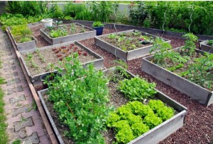 Photo de galerie - Création carré de potager et entretien 