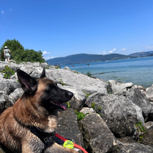Photo de galerie - Garde d’un malinois de quatre ans au Bourget du lac pendant 1 mois 