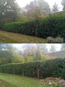 Photo de galerie - Lauriers