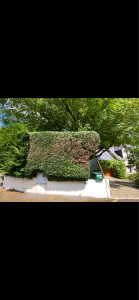 Photo de galerie - Taille de haies et d'arbustes