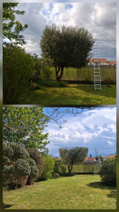 Photo de galerie - Taille d'un Olivier