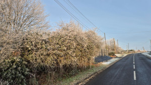 Photo de galerie - Taille de haies et d'arbustes