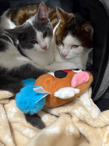 Photo de galerie - Ferries et Luna 