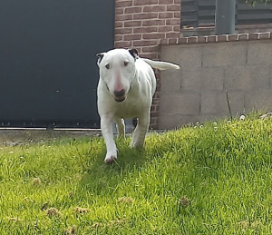 Photo de galerie - Garde chien