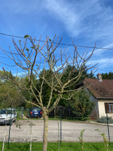 Photo de galerie - Pommier après la taille 