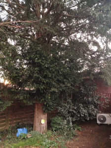 Photo de galerie - élévation de courrone séquoia à feuille d'if