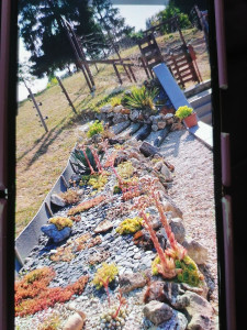 Photo de galerie - Création d un espace cactus dans un jardin 