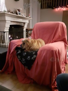 Photo de galerie - Garde chien