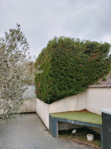 Photo de galerie - Taille de haies et d'arbustes