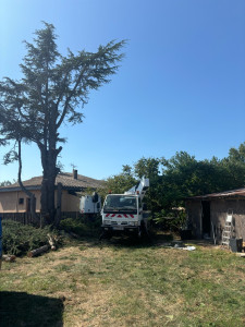 Photo de galerie - Abattage d’un cèdre sur la commune de Tournefeuille