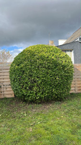 Photo de galerie - Taille d’arbuste