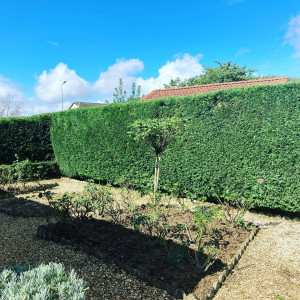 Photo de galerie - Taille de tuya 