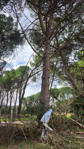 Photo de galerie - Elagage 10 pins classé dans parc 