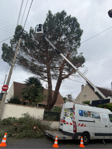 Photo de galerie - Bonjour je suis disponible pour faire votre Elagage ou coupe d’arbres