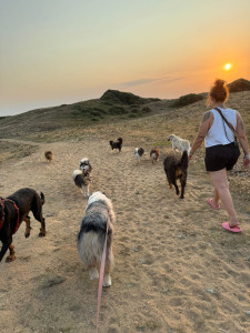 Photo de galerie - Je vous propose mes services pour des gardes et balades de vos loulous ?