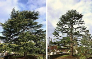 Photo de galerie - Élagage et coupe d’arbres