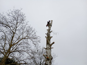 Photo de galerie - Démontage bouleau 