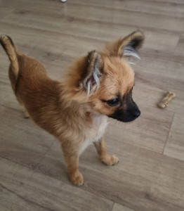 Photo de galerie - Baya, petite chihuahua de 5 mois : pensionnaire à la maison du 3 au 10 octobre 2026.