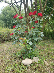 Photo de galerie - Taille des rosiers et arbustes 