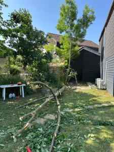 Photo de galerie - Abattage d’arbres 