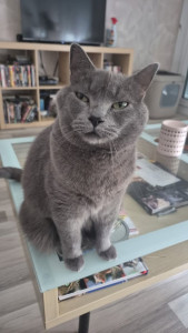 Photo de galerie - Garde chat