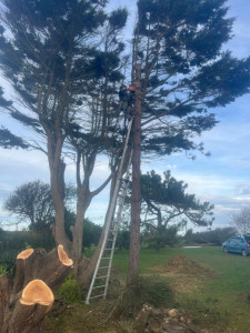 Photo de galerie - Élagage et entretien de jardins