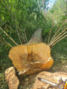 Photo de galerie - Abattage en Forêt 