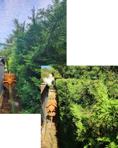 Photo de galerie - Rabattage haie de cyprès 