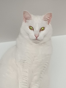 Photo de galerie - Fatale, chatte visitée avec son copain Zac, porte bien son nom... mélange de Cléopatre et de Maryline Monroe, version chat ?