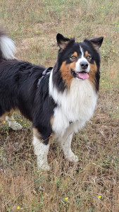 Photo de galerie - Soum, berger australien