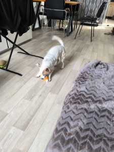 Photo de galerie - Petit Jack Russel de 12 ans