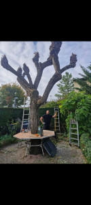Photo de galerie - élagage saule pleureur 