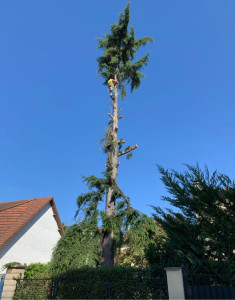 Photo de galerie - Elagage et coupe d'arbres