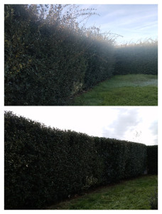 Photo de galerie - Taille d'une haie avant / après