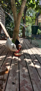 Photo de galerie - Garde de poules : entretient du poulailler, changement eau, mélange de graines et autres, achat de légumes...