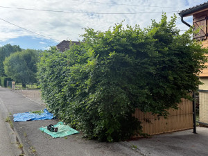 Photo de galerie - Taille de haies et d'arbustes