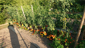 Photo de galerie - Tomates multi variétés en pleine terre sans apport d'engrais chimiques mi juillet 2020