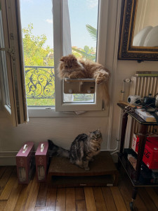Photo de galerie - Garde chat 