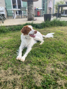 Photo de galerie - Spirit, mon chien 